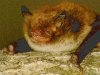 Wasserfledermaus (Myotis daubentoni/Daubenton's bat)