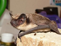 Zweifarbfledermaus (Vespertilio murinus/Parti-coloured Bat)