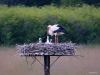 Storch-11-H