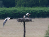 Storch-13-H