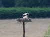Storch-14-H
