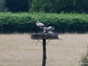 Storch-15-H