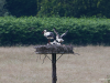 Storch-16-H