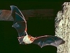 Fledermaus