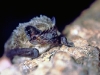 Die Zweifarbfledermaus 
