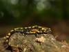 Feuersalamander