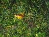 Grasfrosch