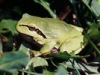 hyla150r_0