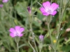 g-IMG_0726-a