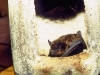 Breitflügelfledermaus