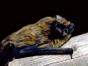 Unsere erste Fledermaus, ein Kleiner Abendsegler (Foto: Dr. Henning Vierhaus) 