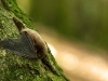 Eine Rauhhautfledermaus im Wald