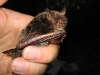 Teichfledermaus, mit einem für Myotis-Arten typischen kurzen Tragus (Ohrdeckel)