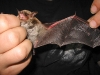 Bei dieser Teichfledermaus sind deutlich die Adern in der Flughaut zu erkennen 