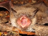 Bei dieser Fledermaus waren wahrscheinlich Zahnschmerzen der Grund für das Schreien.