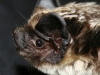 Zweifarbfledermaus (Vespertilio murinus/Parti-coloured Bat) An den 3 Bildern erkennt man: auf Bildfarben ist kein Verlass.