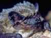 Zweifarbfledermaus (Vespertilio murinus/Parti-coloured Bat)