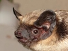 Zweifarbfledermaus (Vespertilio murinus/Parti-coloured Bat)