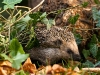 Igel