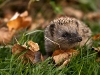 Igel