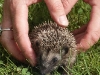 Igel