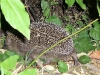 Igel im Gebüsch