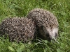 Igel