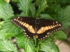g IMG_4810 a