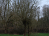 g-DSCF2118