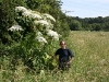 Riesen-Bärenklau, Herkulesstaude (Heracleum mantegazzianum)