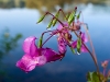 Drüsiges Springkraut (Impatiens glandulifera) 