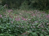 Drüsiges Springkraut (Impatiens glandulifera)