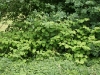 Japanischer Staudenknöterich (Fallopia japonica)