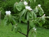 g P1030578
