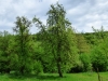 g P1030587 a