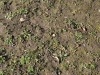 g-IMG_4524
