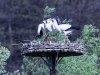 Herrenbesuch
