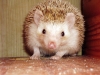 Weißbauchigelweibchen