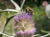 g-IMG_3817
