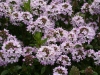 g-IMG_3444
