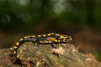 Feuersalamander