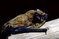 Kleiner Abendsegler (Nyctalus leisleri/Leisler's Bat)