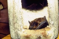 Breitflügelfledermaus (Eptesicus serotinus/Serotine)