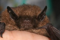 Zwergfledermaus (Pipistrellus pipistrellus/Common Pipistrelle)