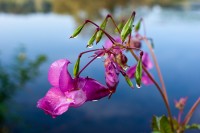 Indisches Springkraut an der Ruhr